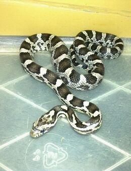 Kornnatter Pantherophis guttatus silverqueen - Wörth (Rhein)
