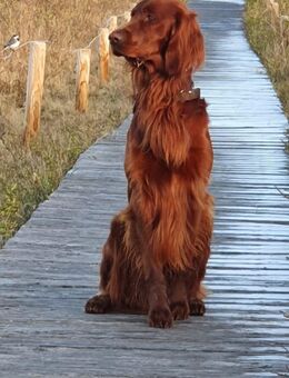 Irish Red Setter Deckrüde KEIN VERKAUF - Hamburg