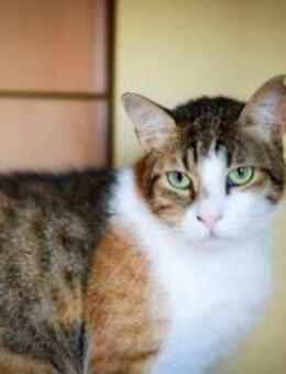 Mary aus dem Tierschutz - Grevenbroich