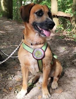 Taro wartet in 24885 Sieverstedt ❤ - Hamburg