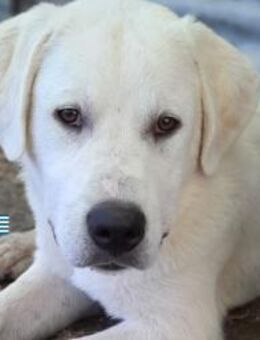 Mika - verschmust und kuschelbedürftig - Heppenheim (Bergstraße)