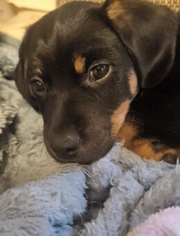 Welpen Dackelmix 5 stück - Walkendorf