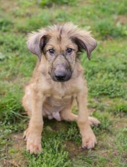 Welpenbub Joe 🧡 - Laufen