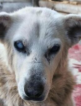 Pipina, geb. ca. 06/2014, GRIECHENLAND - Markdorf