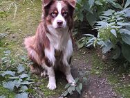 Border Collie Australien Shepherd Welpen - Eisfeld