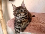 Maine Coon Kitten - Nienburg (Weser)