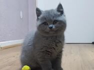 Traumhafte Britisch Kurzhaar Kitten suchen ein liebevolles Zuhause! - Rüsselsheim