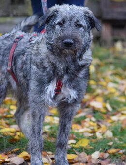Sehr verschmuste Mischlingshüdin ca 8.5 Monate alt , suchen ein Zuhause - Hohe Börde
