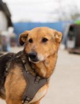 Hallo ich bin Cecile! Adopt. Don´t shop! - München