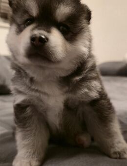 Pomsky Welpe Rüde Husky Zeichnung - Wallerstein