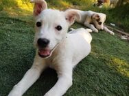 Bianchino - ein weißer Seelenhund - Grevenbroich