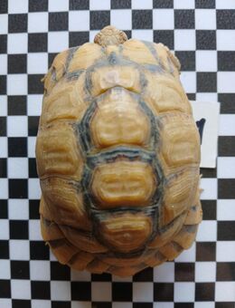 Ägyptische Landschildkröte - Burg Stargard