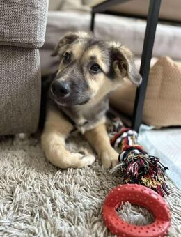 Kiko ist unser süßer Mini-Racker 🐾 - Elsdorf (Nordrhein-Westfalen)
