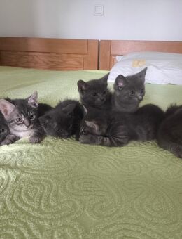 Katzen - Bruchsal