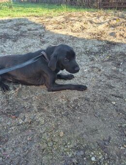 Schwarzer kastriwrter Rüde Matty - Rambin