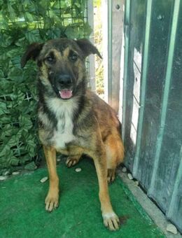 Adele - süße Maus sucht... - Overath