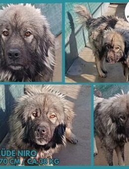 großer Sarplaninac Niro sucht .... - Margetshöchheim