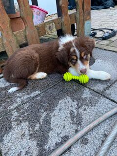 Super süße Australian Shepherd Welpen