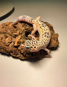 Leopardgecko 2024 zuverkaufen - Gera