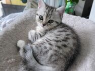 British Kurzhaar kitten - München Moosach
