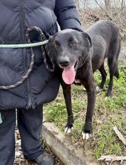 Großartige ONYX = sehr soziale Hündin ♥️ - München