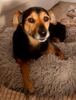 Roby 💗 aktiver, verschmuster Rollibub! - Hamburg