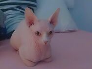 sphynx Kater sucht schönes Zuhause - Dortmund