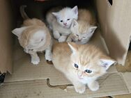 Katzen Babys Kittis in Liebe volle Hände abzugeben gegen eine Schutzgebühr - Mönchengladbach