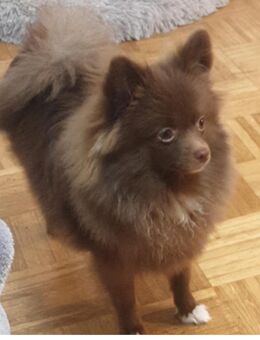 Zwergspitz Pomeranian - Seesen