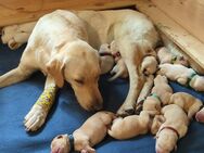 Labrador Welpen Arbeitslinie reinrassig - Herscheid