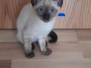 2 Siam Kitten (weiblich) am 8.4.24 geboren, sofort abgabebereit - Dresden