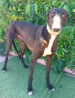 Harlo sehnt sich ganz viel Zuwendung - Laatzen