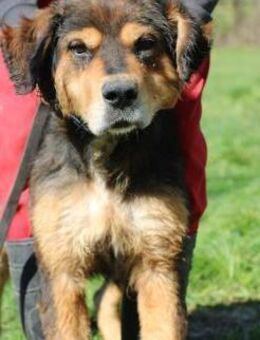 Brad - verschmust u. zutraulich - Lohra