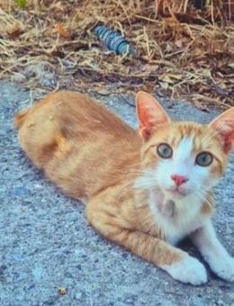 Offener, junger Kater Luis - Karlsruhe