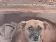 Lenny, knuffiger, kleiner Rüde wartet - Köln