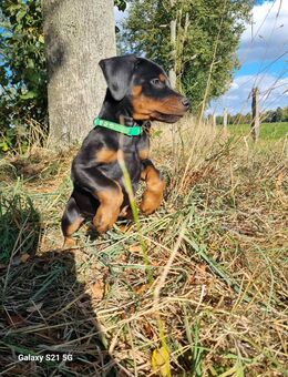 Dobermann Welpen - Breddin