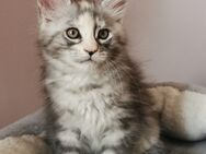 4 zuckersüße Maine Coon Kitten sind noch auf der Suche nach ihrem Zuhause auf Lebenszeit! - Dingolfing