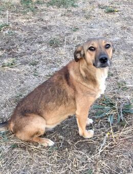 Süße Suki sucht ein zu Hause - Fließem