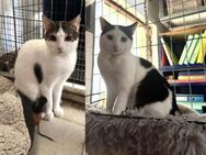 Norbert und Ryan aus dem Tierschutz - Grevenbroich
