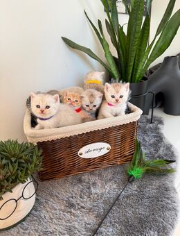 BKH Kitten Silver Creme Shaded Silver Tabby - Köthen (Anhalt)