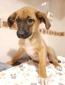 Kleine Hündin Candy sucht ein Zuhause - Neuhausen (Fildern)