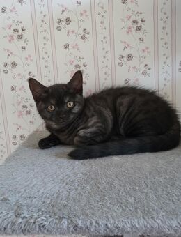 BKH Kitten m/w abholbereit - Husum (Schleswig-Holstein)