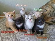 Wunderschöne Maine Coon Mix Kitten - Herne