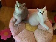 Bkh katzen baby - Hückelhoven