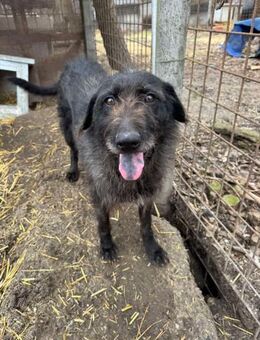 Liebe, hübsche Hündin - Kappeln (Schleswig-Holstein)