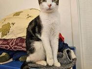 Charlie freundlicher ,liebevoller Kater - Unterföhring