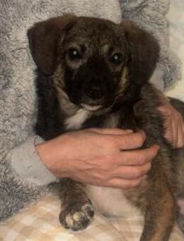 Oscar - wartet in 53757 Sankt Augustin - Oberwies