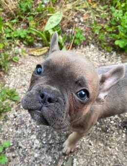 Französische Bulldoggen Welpen - sofort abgabebereit - Willingen (Upland)