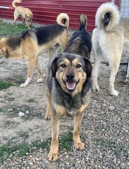 Ella mit den schönen Augen - Celle