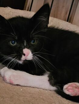 Kitten suchen ihren Dosenöffner - Hettstedt